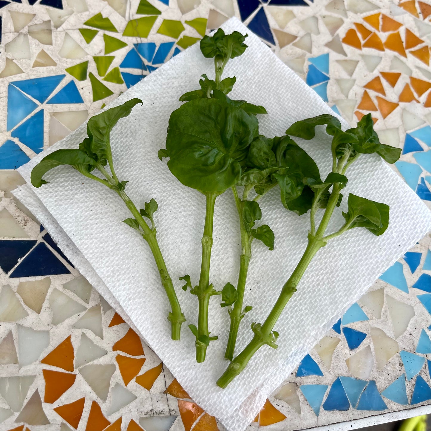 Brazilian Spinach - Alternanthera sissoo