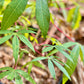 Cassava, Yuca (Manihot esculenta)