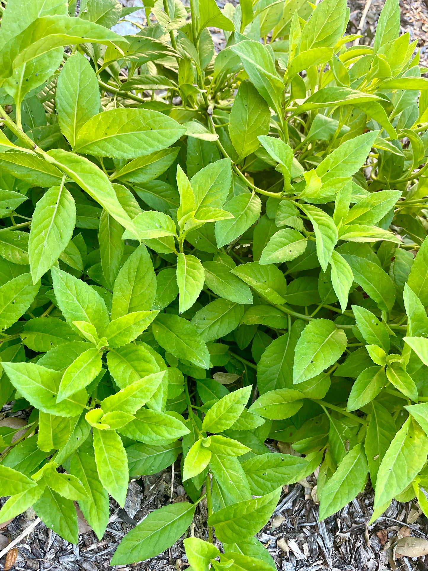 Longevity Spinach (Gynura procumbens)