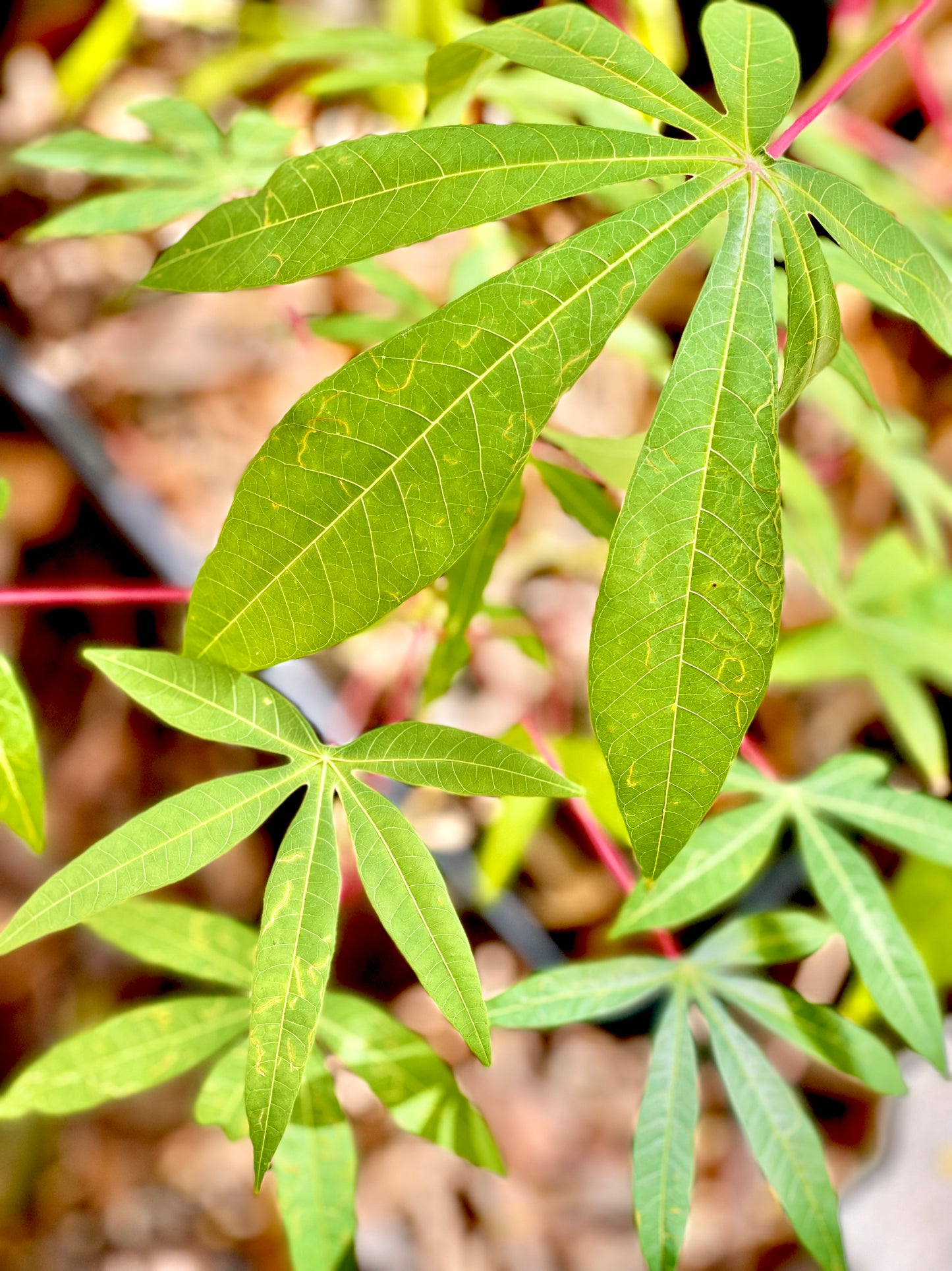 Cassava, Yuca (Manihot esculenta)