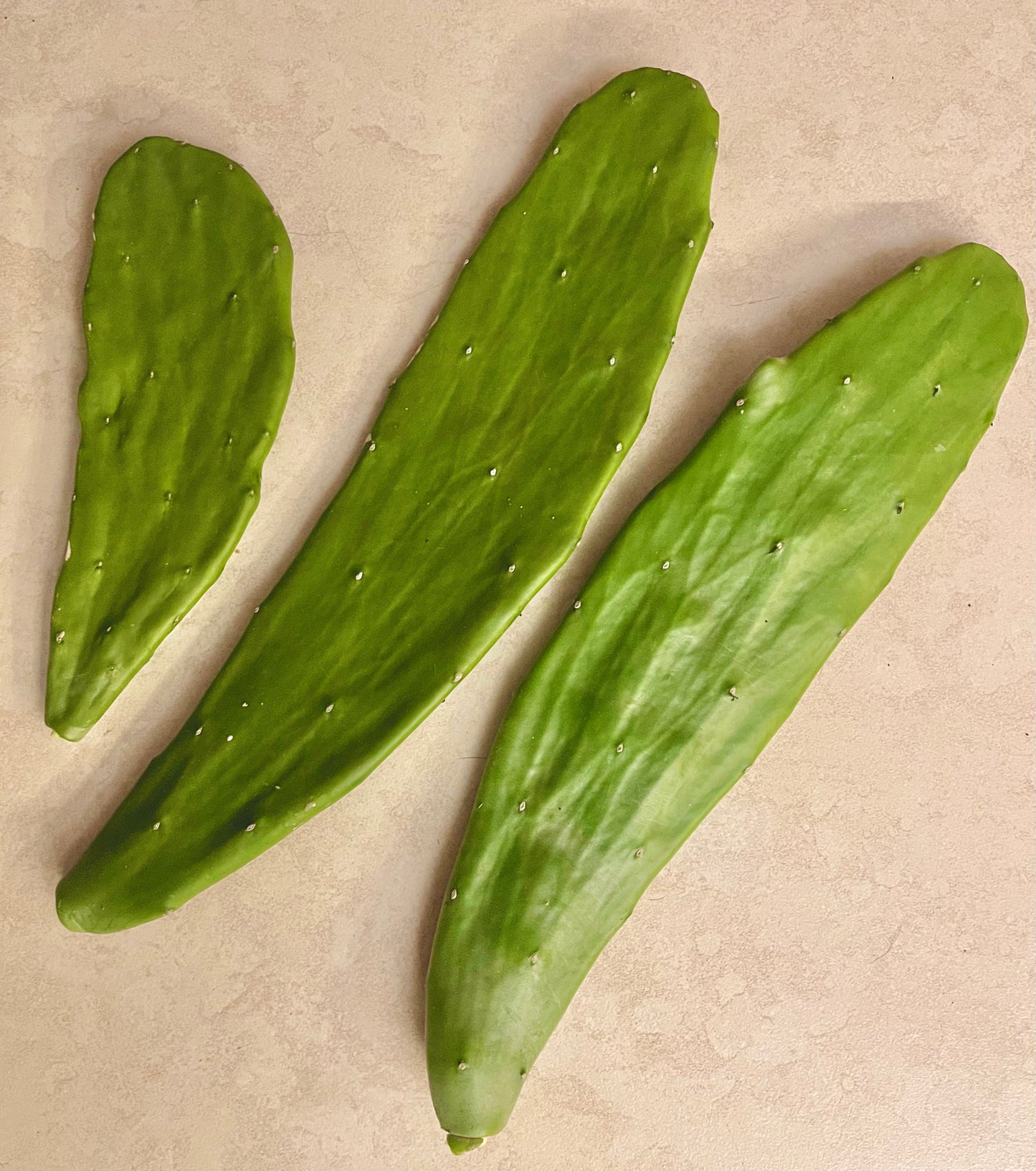 Cochineal Nepal Cactus - Opuntia cochenillifera - 3 Pads - 1 lb.