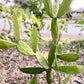 Cochineal Nepal Cactus - Opuntia cochenillifera - 3 Pads - 1 lb.