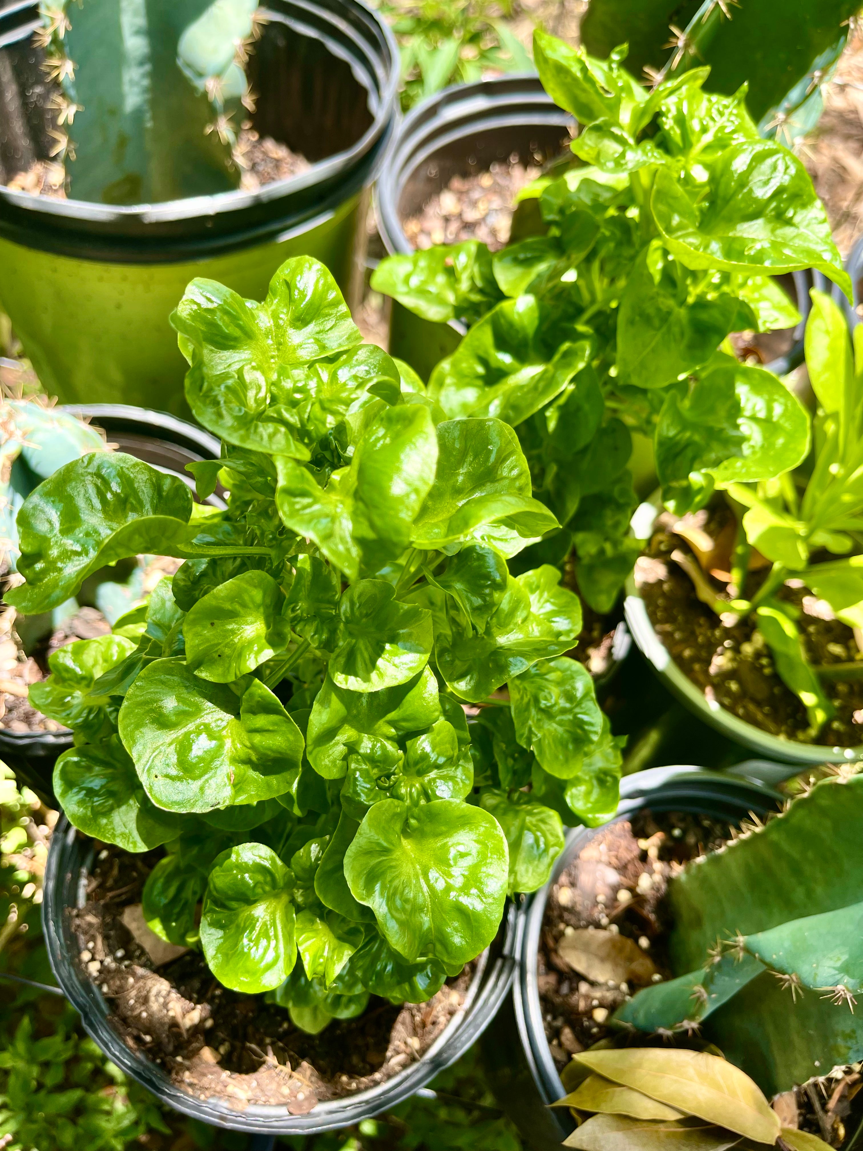 Brazilian Spinach - Alternanthera Sissoo – Florida Permaculture Plants