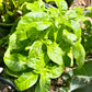 Brazilian Spinach - Alternanthera sissoo