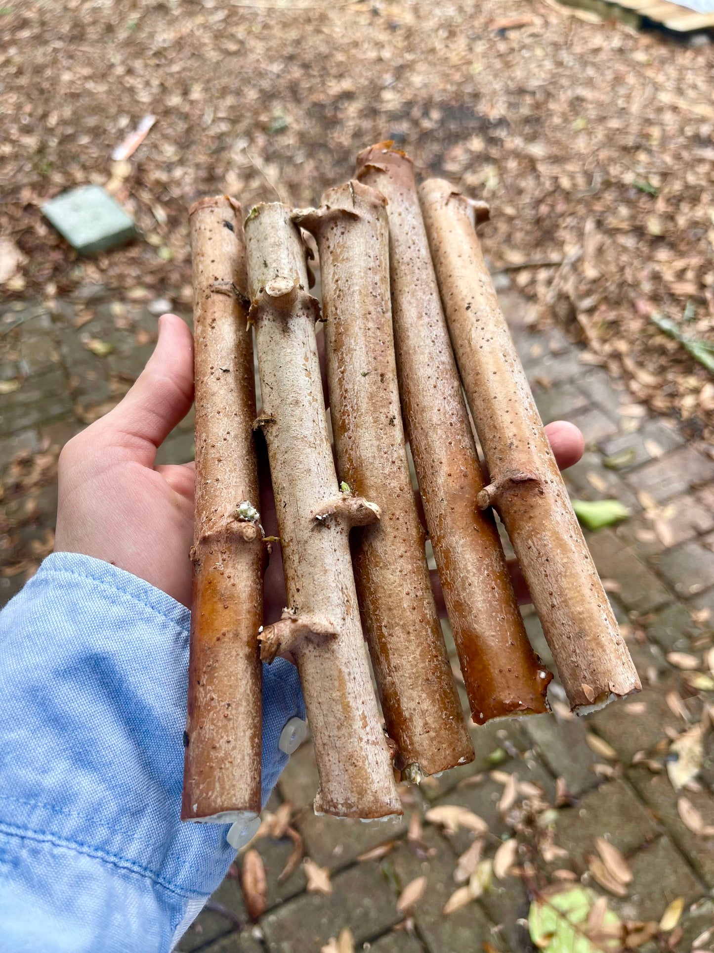 Cassava, Yuca (Manihot esculenta)