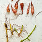 Sweet Potato (Ipomoea batatas)