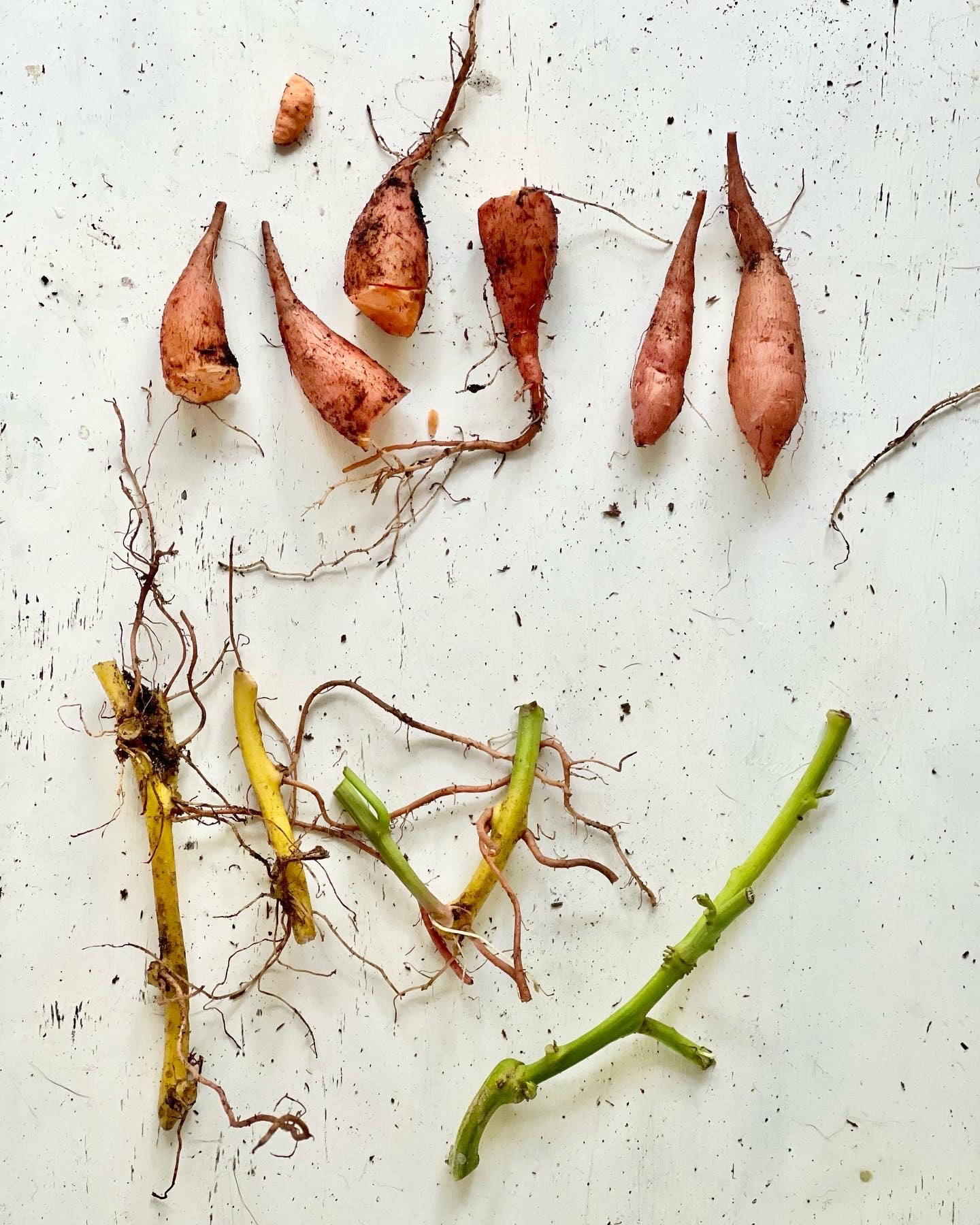 Sweet Potato (Ipomoea batatas)