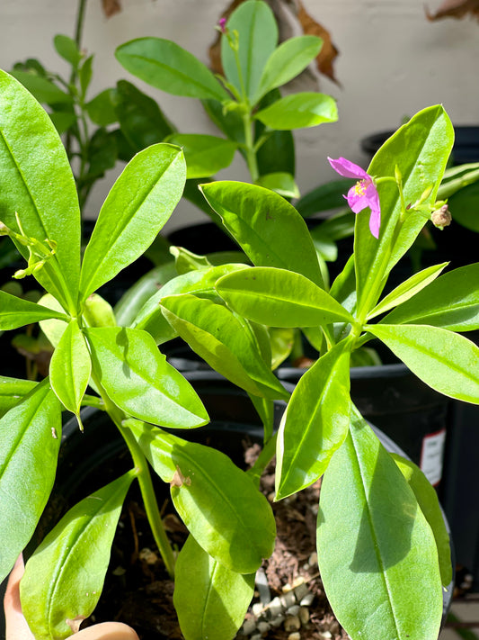 Surinam Spinach (Talinum triangulare)