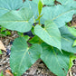 Sweet Potato (Ipomoea batatas)