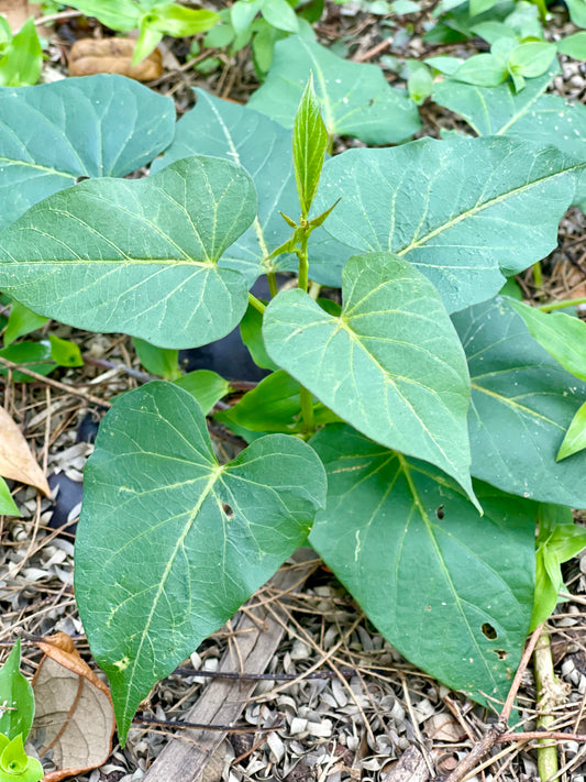 Sweet Potato (Ipomoea batatas)