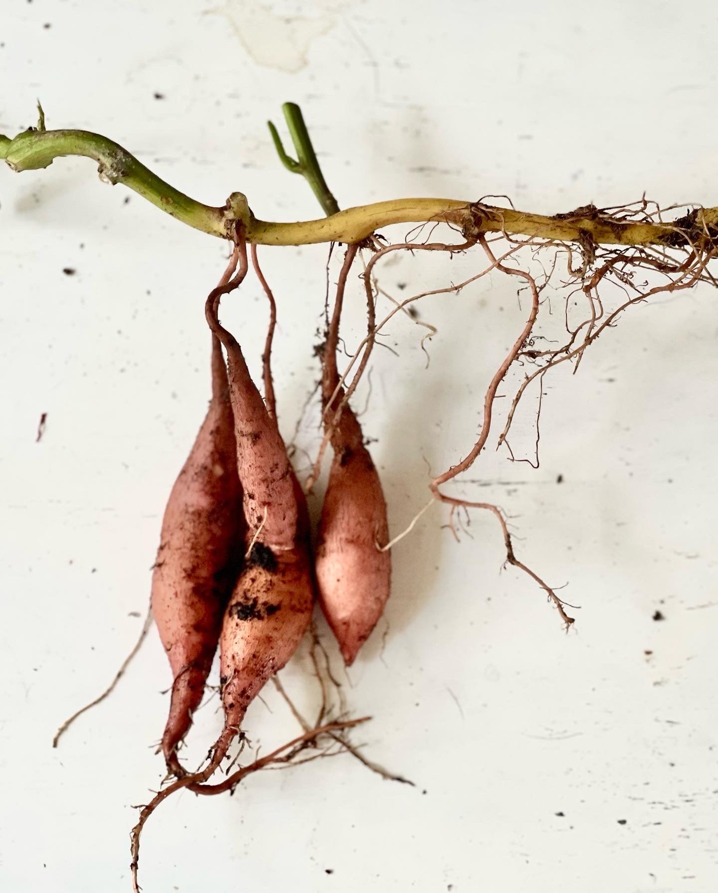 Sweet Potato (Ipomoea batatas)