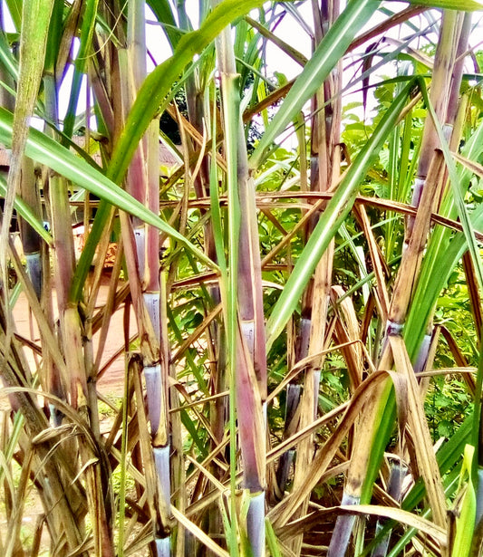 Sugarcane (Saccharum spp.)