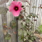 Cranberry Hibiscus (Hibiscus acetosella)