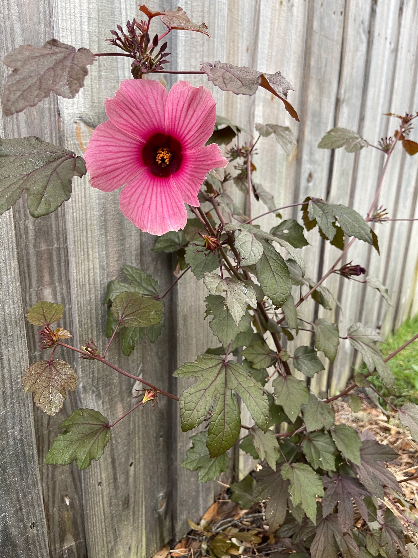 Cranberry Hibiscus (Hibiscus acetosella)