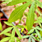 Cassava, Yuca (Manihot esculenta)