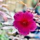 Cranberry Hibiscus (Hibiscus acetosella)