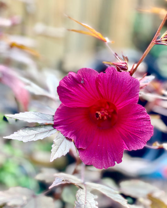 Cranberry Hibiscus (Hibiscus acetosella)